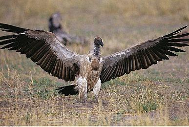 外媒评选最好玩的PC合作游戏 《双人成行》在列