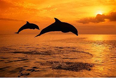 手搓印度食物对抗快餐公司？《Dosa Divas》预告片